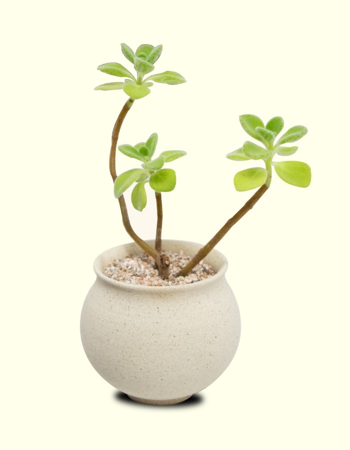 Sprout) Moon_mini02 + 식물 세트