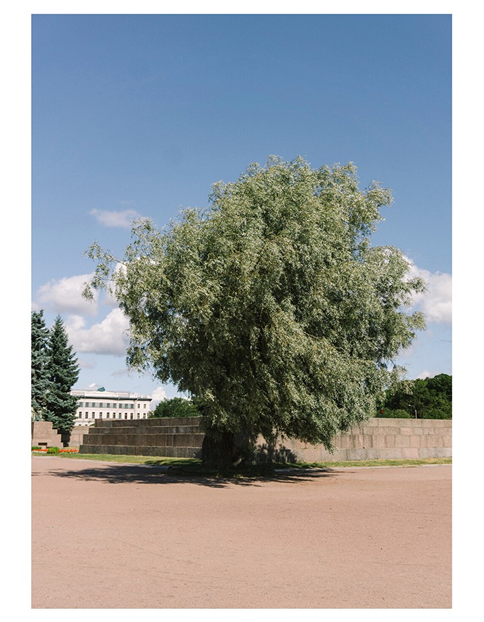 oat archive) The tree photo print